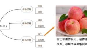 快速了解苹果期货三大必备常识