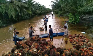 “气候的救星”—棕榈油产业